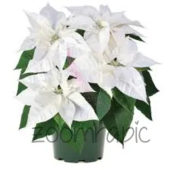 White Poinsettia